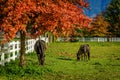 Horses on a farm in British Columbia, Canada Royalty Free Stock Photo