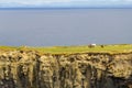 Horses in a farm field over Cliffs of Moher Royalty Free Stock Photo