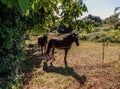 Horses on a farm in Galicia Spain inside a fence