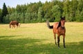 Horses on the farm