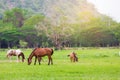 Horses farm in the green garden mountain. Royalty Free Stock Photo