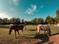 Horses on farm paddock eating grass Royalty Free Stock Photo