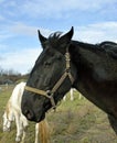 Horses on the farm