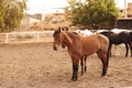 Horses at farm