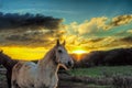 Horses in a farm at sunset Royalty Free Stock Photo