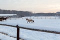 Horses at the farm at sunset Royalty Free Stock Photo