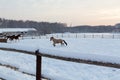 Horses at the farm at sunset Royalty Free Stock Photo