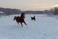 Horses at the farm at sunset Royalty Free Stock Photo