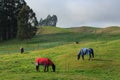 Horses on a farm wearing winter blankets Royalty Free Stock Photo