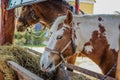 Horses feed from a feeding trough outdoor Royalty Free Stock Photo