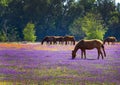 Horses Feeding in a Blooming Meadow