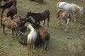 Horses feeding, Cotton Club Horse Ranch, Malibu, CA Royalty Free Stock Photo