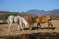 The horses are feeding in the field of Mascota Jalisco Mexico.