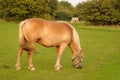 Horses feeding on grass Royalty Free Stock Photo