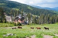 Horses, feeding on grass at high-land pasture at Carpathian Mountains Royalty Free Stock Photo