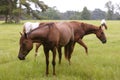 Horses feeding grass in a Texas green meadow Royalty Free Stock Photo