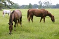 Horses feeding grass in a Texas green meadow