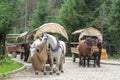 Horses feeding hay from the bag on the Mountain road Royalty Free Stock Photo