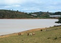 Horses feeding on the hill in Dalat, Lam Dong, Vietnam Royalty Free Stock Photo