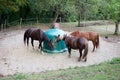 Horses feeding outside with Hay Rack Royalty Free Stock Photo