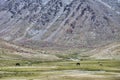 Horses feeding on pasture in high mountains Royalty Free Stock Photo