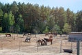 Horses feeding on ranch. Horses eating hay on the farm