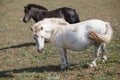 Horses feeding at the runch on bright summer day, closeup