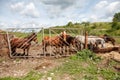 Horses feeding at the runch on bright summer day, closeup