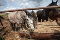 Horses feeding at the runch on bright summer day, closeup