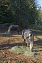 Horses feeding time Royalty Free Stock Photo