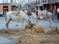 Horses feeding in town square