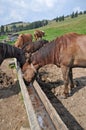 Horses at a feeding trough with salt Royalty Free Stock Photo