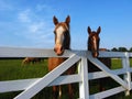Horses at Fence Royalty Free Stock Photo