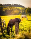 Horses and fence in a field in rural York County, Pennsylvania. Royalty Free Stock Photo