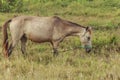 Horses, fertile kawatuna valley with foraging animals