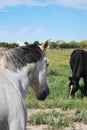 Horses in field Royalty Free Stock Photo