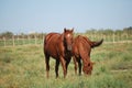 Horses in field Royalty Free Stock Photo