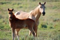 Horses in a field Royalty Free Stock Photo
