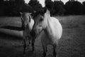 Horses on field close monochrome Royalty Free Stock Photo