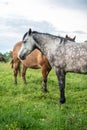 Horses in a field, countryside Royalty Free Stock Photo