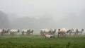 Horses in field Royalty Free Stock Photo