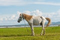 A horses in field at Krasiao dam. Suphanburi province,