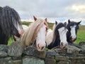 Horses field Royalty Free Stock Photo