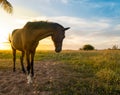 Horses in the field next to a palm tree during sunset Royalty Free Stock Photo