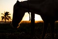 Horses in the field next to a palm tree during sunset Royalty Free Stock Photo