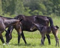 Horses in field Stock Photo. Horse family with young baby foal grazing in the green pasture with wildflowers and blur green Royalty Free Stock Photo