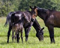 Horses in field Stock Photo. Horse family with young baby foal grazing in the green pasture with wildflowers and blur green Royalty Free Stock Photo