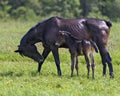 Horses in field Stock Photo. Mare horse eating grass with her foal standing near her in the meadow field with a blur green Royalty Free Stock Photo