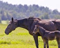 Horses in field Stock Photo. Mother horse and young foal close-up side profile in the field eating grass and wildflowers with a Royalty Free Stock Photo