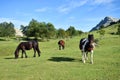 Horses in the fields of Arraba. Gorbea Natural Park. Basque Country. Royalty Free Stock Photo